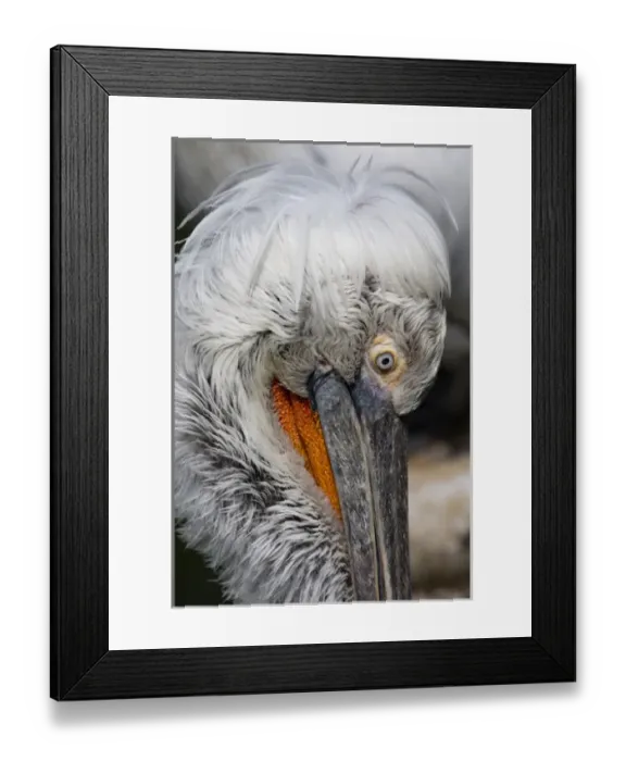 Framed Print : Detail of pelican face Framed Print : Detail of pelican face