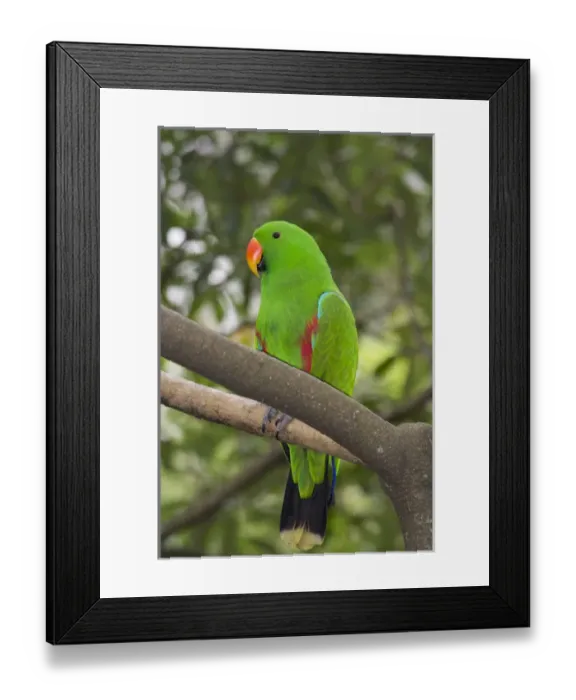 Framed Print : Singapore, Jurong Bird Park. Colorful green parrot