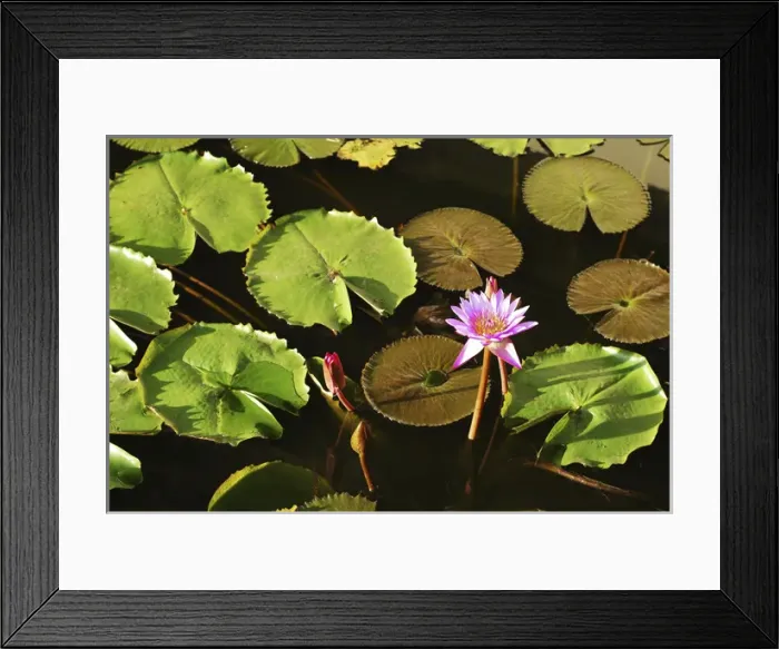 Framed Print : Sri Lanka, Dambulla, Water Lily (Nymphaeaceae) Framed Print : Sri Lanka, Dambulla, Water Lily (Nymphaeaceae)