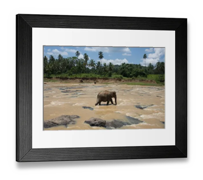 Framed Print : Sri Lanka, Pinnawela Elephant Orphanage, est. in 1975 by the Wildlife Department Framed Print : Sri Lanka, Pinnawela Elephant Orphanage, est. in 1975 by the Wildlife Department