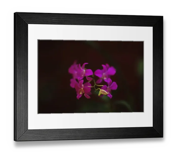 Framed Print : Sri-Lanka, Kandy, Peradeniya Botanical Gardens, orchids Framed Print : Sri-Lanka, Kandy, Peradeniya Botanical Gardens, orchids