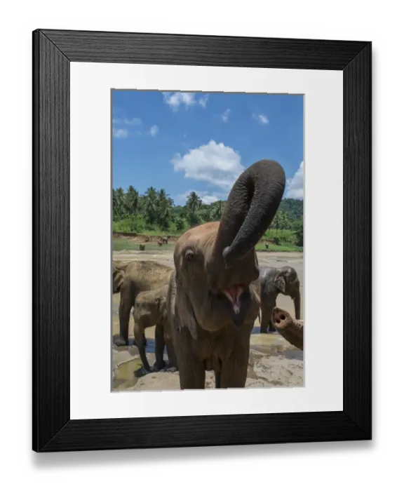 Framed Print : Sri Lanka, Pinnawela Elephant Orphanage, est. in 1975 by the Wildlife Department