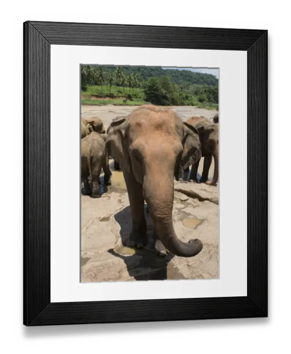 Framed Print : Sri Lanka, Pinnawela Elephant Orphanage, est. in 1975 by the Wildlife Department Framed Print : Sri Lanka, Pinnawela Elephant Orphanage, est. in 1975 by the Wildlife Department