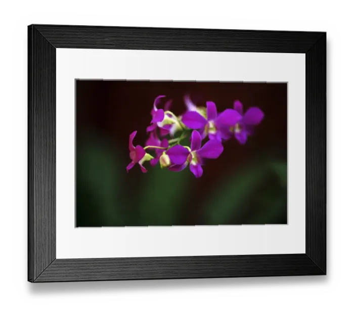 Framed Print : Sri-Lanka, Kandy, Peradeniya Botanical Gardens, orchids Framed Print : Sri-Lanka, Kandy, Peradeniya Botanical Gardens, orchids
