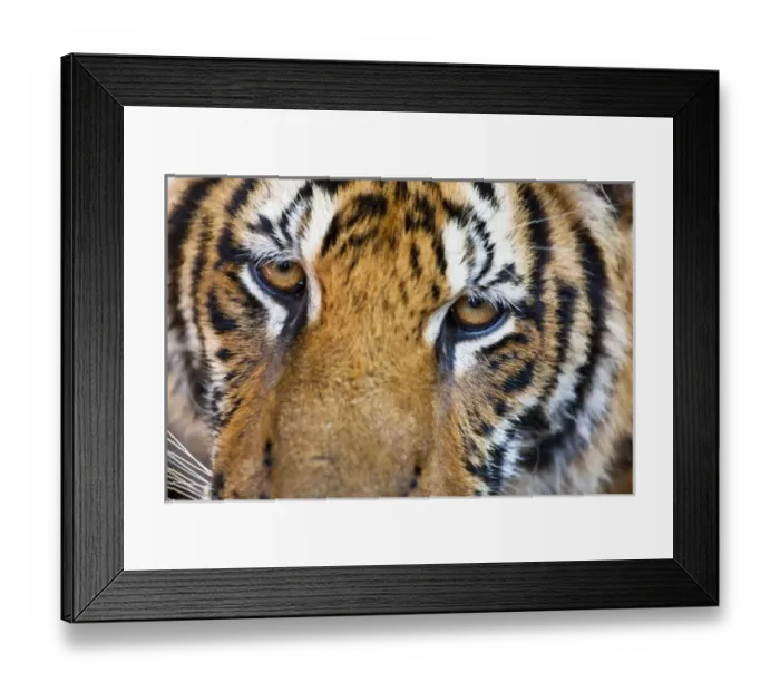 Framed Print : Portrait, Indochinese tiger or Corbetts tiger (Panthera tigris corbetti) Framed Print : Portrait, Indochinese tiger or Corbetts tiger (Panthera tigris corbetti)