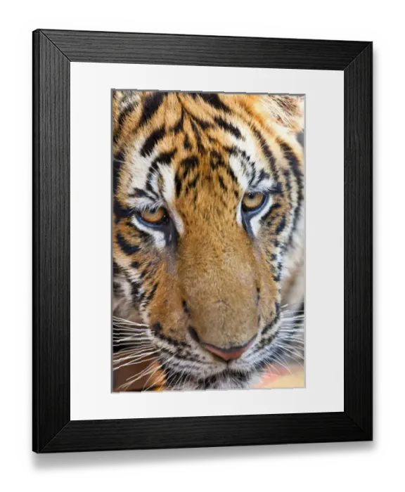 Framed Print : Portrait, Indochinese tiger or Corbetts tiger (Panthera tigris corbetti) Framed Print : Portrait, Indochinese tiger or Corbetts tiger (Panthera tigris corbetti)