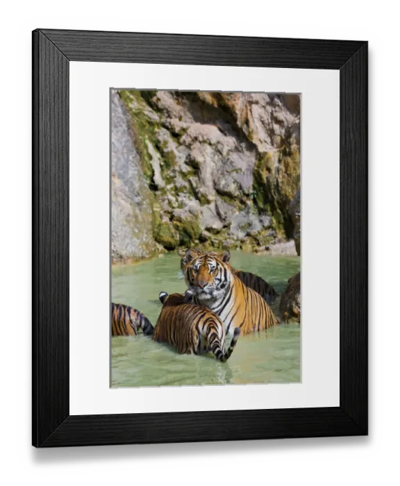 Framed Print : Tigers in water, Indochinese tiger or Corbetts tiger (Panthera tigris corbetti)