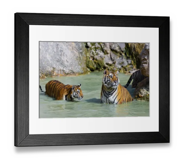 Framed Print : Tigers in water, Indochinese tiger or Corbetts tiger (Panthera tigris corbetti)
