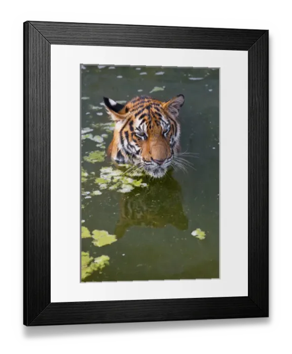 Framed Print : Tigers playing in water, Indochinese tiger or Corbetts tiger (Panthera tigris corbetti) Framed Print : Tigers playing in water, Indochinese tiger or Corbetts tiger (Panthera tigris corbetti)