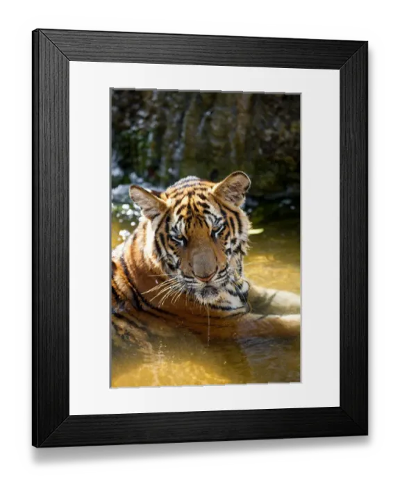 Framed Print : Tiger in water, Indochinese tiger or Corbetts tiger (Panthera tigris corbetti) Framed Print : Tiger in water, Indochinese tiger or Corbetts tiger (Panthera tigris corbetti)