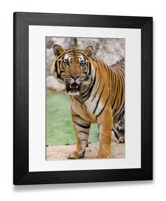 Framed Print : Indochinese tiger or Corbetts tiger (Panthera tigris corbetti), Thailand Framed Print : Indochinese tiger or Corbetts tiger (Panthera tigris corbetti), Thailand