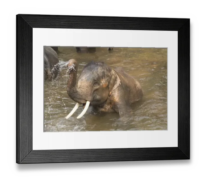 Framed Print : Thailand, Maesa Elephant Camp. Trainers bathe elephants in the river Framed Print : Thailand, Maesa Elephant Camp. Trainers bathe elephants in the river