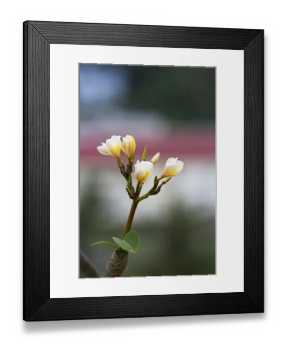 Framed Print : A thailand flower Framed Print : A thailand flower