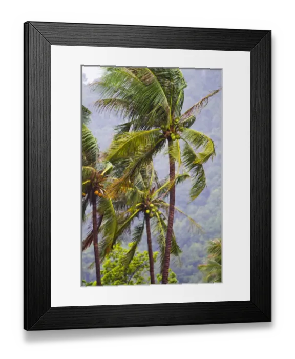 Framed Print : Beatiful palm trees sway in the breeze on Ko Phangan, Thailand Framed Print : Beatiful palm trees sway in the breeze on Ko Phangan, Thailand