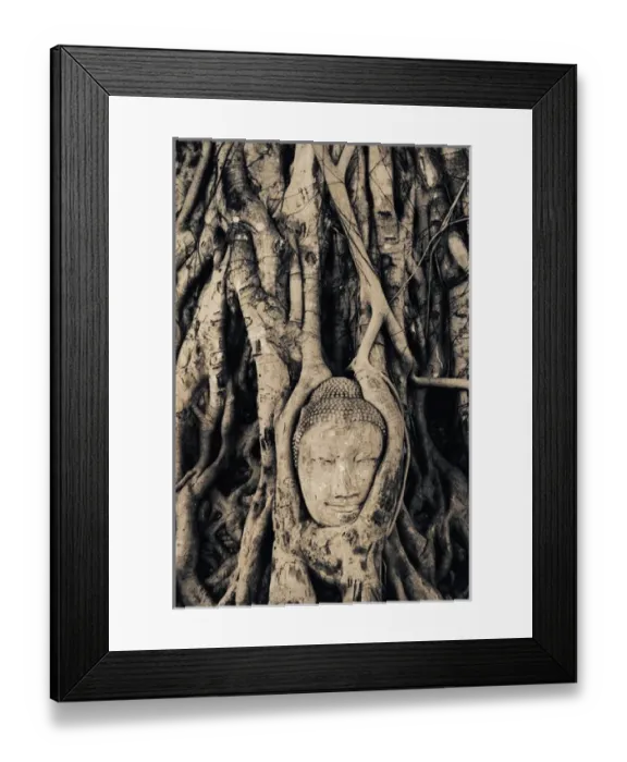Framed Print : Tree roots entwined around buddha sculpture, Thailand