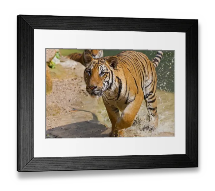 Framed Print : Indochinese tiger or Corbetts tiger (Panthera tigris corbetti), Thailand Framed Print : Indochinese tiger or Corbetts tiger (Panthera tigris corbetti), Thailand