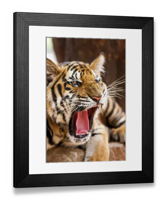 Framed Print : Indochinese tiger or Corbetts tiger (Panthera tigris corbetti), Thailand Framed Print : Indochinese tiger or Corbetts tiger (Panthera tigris corbetti), Thailand