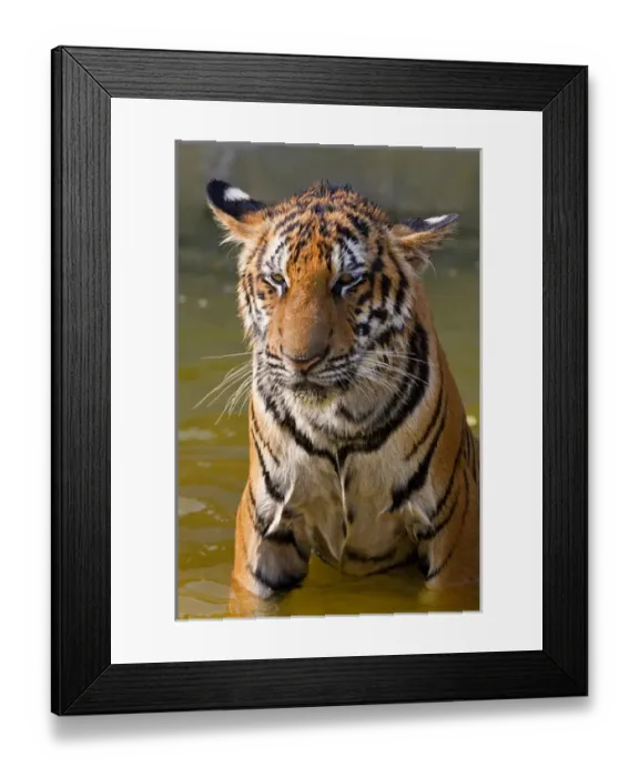 Framed Print : Young Tigers (about 11 months old) playing in water, Indochinese tiger or Corbetts tiger