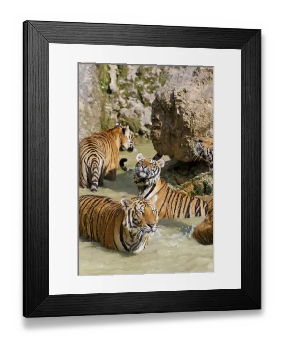 Framed Print : Indochinese tiger or Corbetts tiger (Panthera tigris corbetti), Thailand Framed Print : Indochinese tiger or Corbetts tiger (Panthera tigris corbetti), Thailand