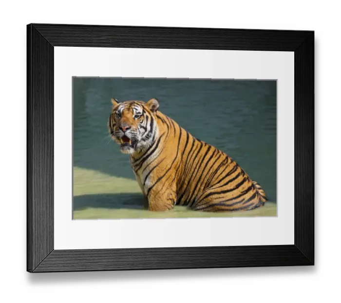 Framed Print : Indochinese tiger or Corbetts tiger (Panthera tigris corbetti), Thailand