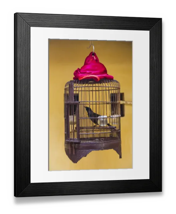 Framed Print : Song bird in cage, Hanoi, Vietnam Framed Print : Song bird in cage, Hanoi, Vietnam