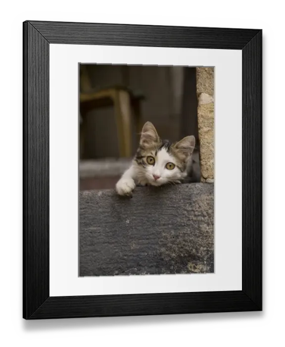 Framed Print : Asia, Turkey, Gaziantep, kitten peeks out from doorway Framed Print : Asia, Turkey, Gaziantep, kitten peeks out from doorway