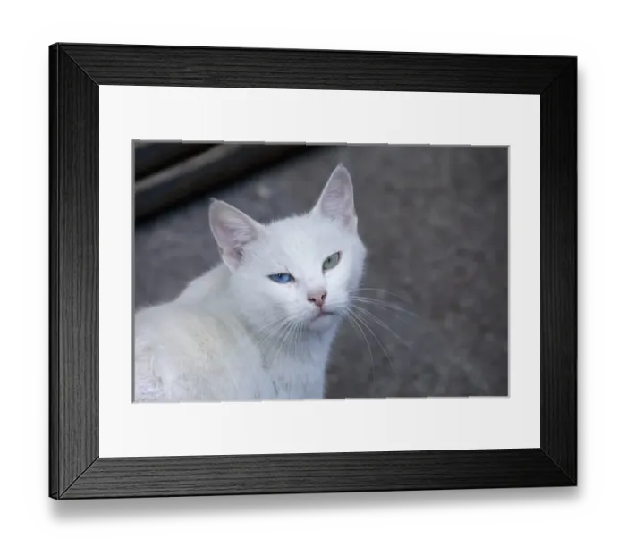 Framed Print : Feral white cat on the streets of Istanbul, Turkey Framed Print : Feral white cat on the streets of Istanbul, Turkey