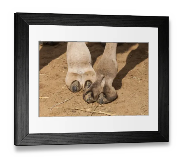 Framed Print : Camels at the Camel market in Al Ain near Dubai, United Arab Emirates (UAE) Framed Print : Camels at the Camel market in Al Ain near Dubai, United Arab Emirates (UAE)