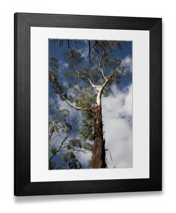 Framed Print : Australia, South Australia, Adelaide. Cleland Wildlife Park. Eucalptus, aka gum, forest Framed Print : Australia, South Australia, Adelaide. Cleland Wildlife Park. Eucalptus, aka gum, forest