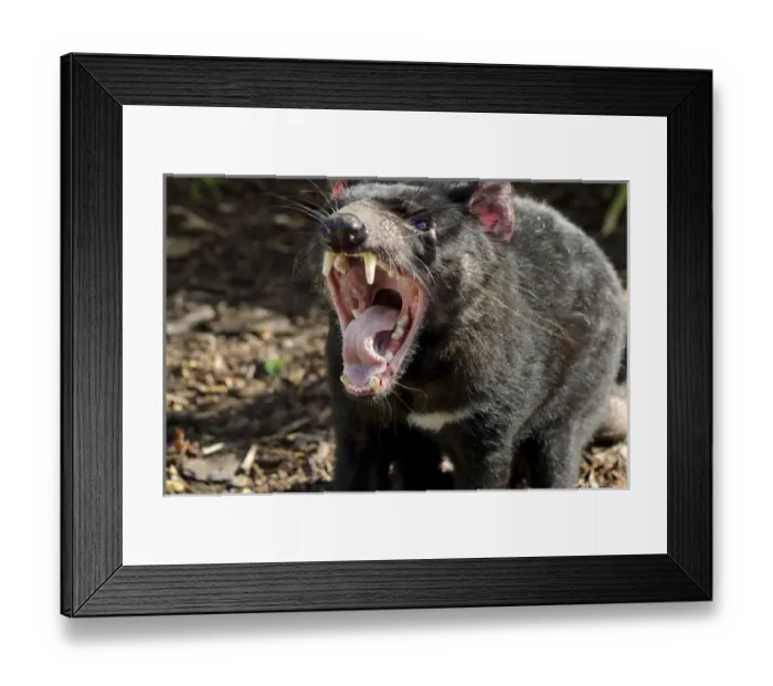 Framed Print : Australia, South Australia, Adelaide. Cleland Wildlife Park Framed Print : Australia, South Australia, Adelaide. Cleland Wildlife Park