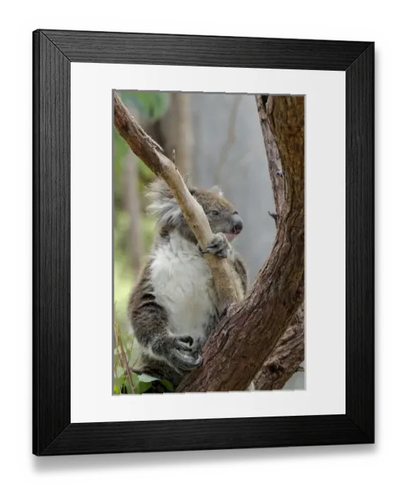 Framed Print : Australia, Western Australia, Perth, Yanchep National Park