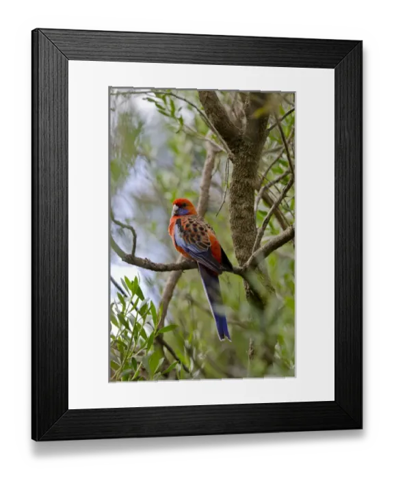 Framed Print : Australia, South Australia, Adelaide. Cleland Wildlife Park Framed Print : Australia, South Australia, Adelaide. Cleland Wildlife Park