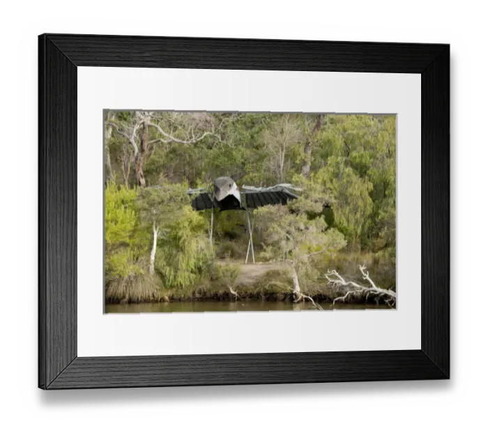 Framed Print : Australia, Western Australia, Albany, Kalgan River. Typical forest views along the Kalgan River Framed Print : Australia, Western Australia, Albany, Kalgan River. Typical forest views along the Kalgan River