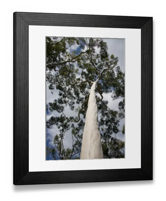 Framed Print : Australia, Western Australia, Perth. Kings Park. Perths premier 1, 000 acre city park Framed Print : Australia, Western Australia, Perth. Kings Park. Perths premier 1, 000 acre city park