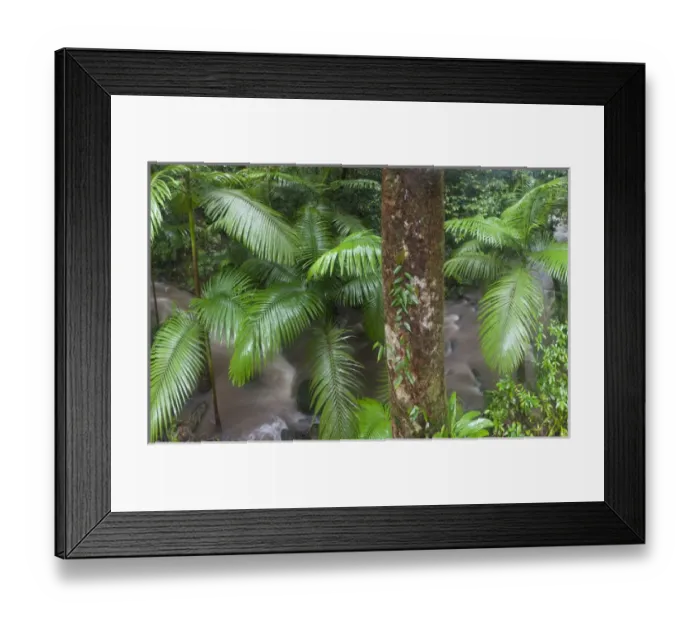 Framed Print : Tropical rainforest, Mossman River Mossman Gorge Daintree National Park North Queensland Framed Print : Tropical rainforest, Mossman River Mossman Gorge Daintree National Park North Queensland