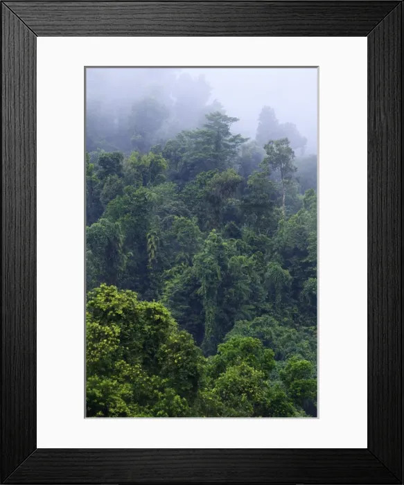 Framed Print : Thick, tropical rainforest covered mountains surround the Babinda Boulders, an hour s Framed Print : Thick, tropical rainforest covered mountains surround the Babinda Boulders, an hour s