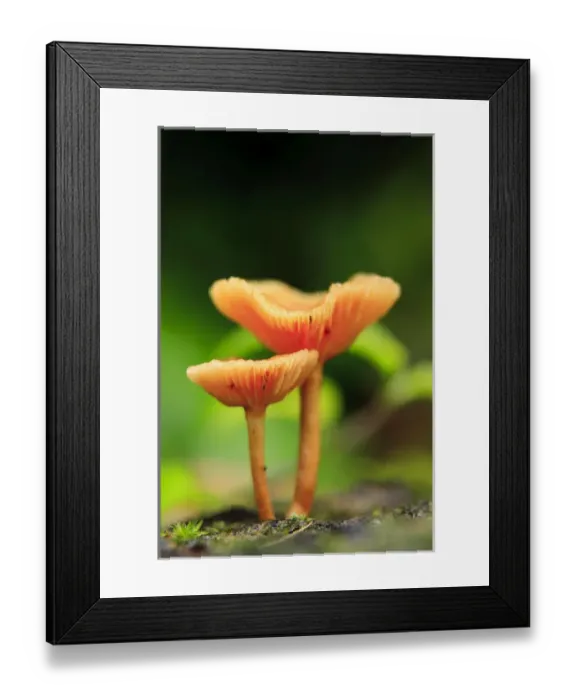 Framed Print : Bright orange mushrooms in the heart of the Queensland rainforest at Babinda
