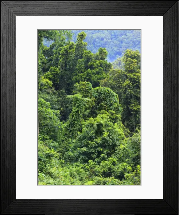 Framed Print : Thick, tropical rainforest covered mountains surround the Babinda Boulders, an hour s