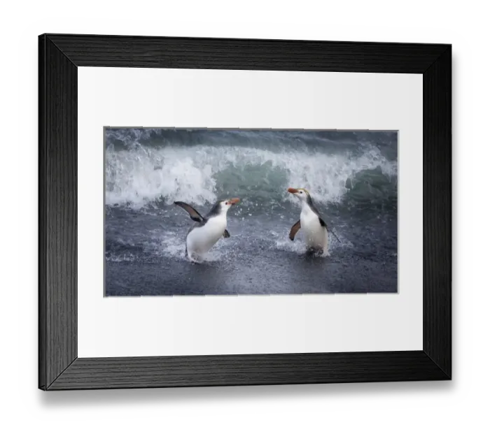 Framed Print : Macquerie Island, Australia. A pair of Royal penguins come ashore Framed Print : Macquerie Island, Australia. A pair of Royal penguins come ashore