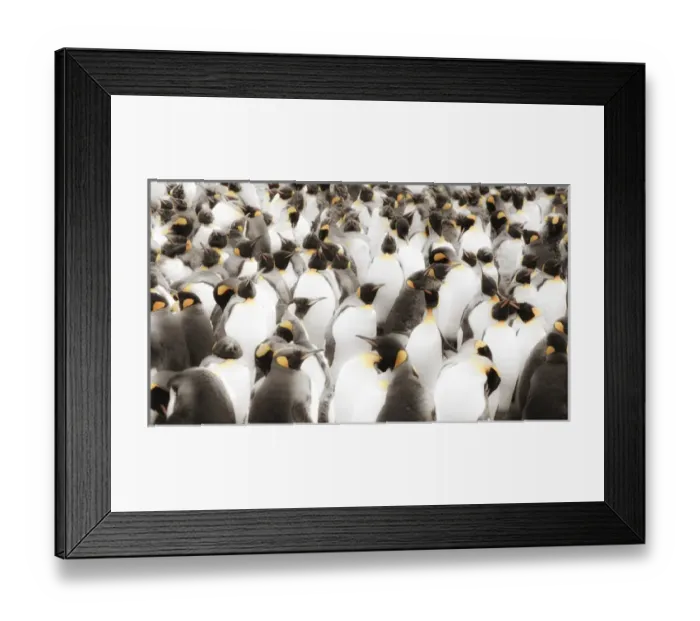 Framed Print : Macquarie Island, Austrailia. Colony of King Penguins, Soft focus Framed Print : Macquarie Island, Austrailia. Colony of King Penguins, Soft focus