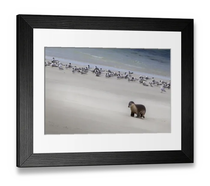 Framed Print : Kangaroo Island, Australia. Sea Lion Pup on the beach Framed Print : Kangaroo Island, Australia. Sea Lion Pup on the beach