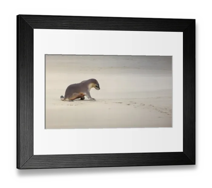 Framed Print : Kangaroo Island, Australia, Sea Lion Pup