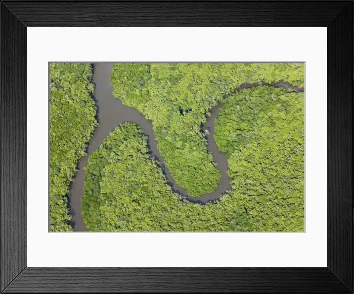 Framed Print : Aerial view of rain forest, Daintree River, Daintree National Park, Queensland Australia Framed Print : Aerial view of rain forest, Daintree River, Daintree National Park, Queensland Australia