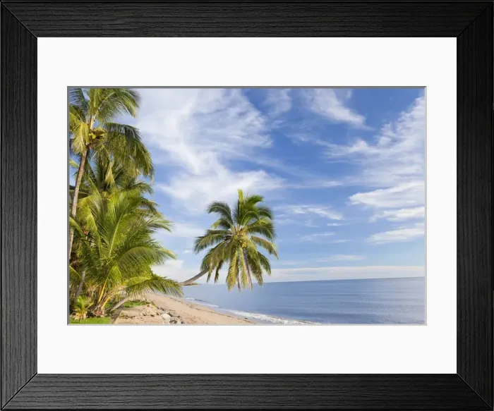 Framed Print : Hanging palm tree, Holloways Beach, nr Cairns, Queensland, Australia Framed Print : Hanging palm tree, Holloways Beach, nr Cairns, Queensland, Australia