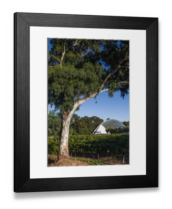 Framed Print : Australia, South Australia, Adelaide, Adelaide Botanic Garden, Bicentenial Conservatory