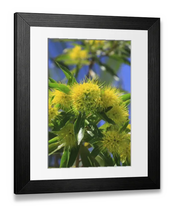 Framed Print : A bright yellow wattle tree in suburban Cairns, far north Queensland, Australia Framed Print : A bright yellow wattle tree in suburban Cairns, far north Queensland, Australia