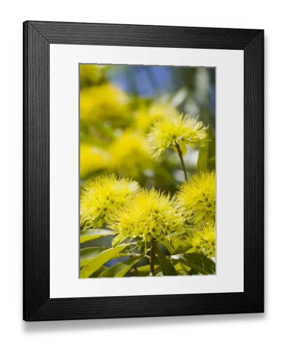 Framed Print : A bright yellow wattle tree in suburban Cairns, far north Queensland, Australia Framed Print : A bright yellow wattle tree in suburban Cairns, far north Queensland, Australia