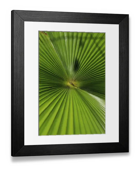 Framed Print : Abstract patterns caused by the sunlight hitting a giant palm leaf in the Cairns Botanic Gardens Framed Print : Abstract patterns caused by the sunlight hitting a giant palm leaf in the Cairns Botanic Gardens