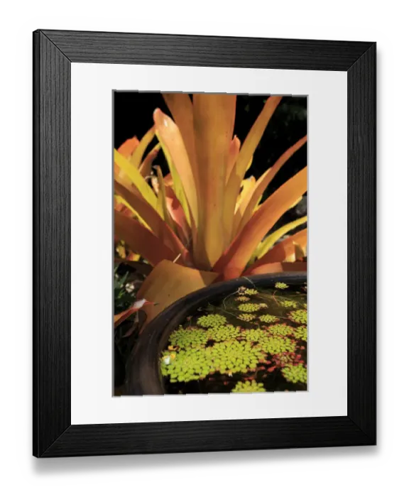 Framed Print : A pot plant display in the Cairns Botanic Gardens, far north Queensland, Australia Framed Print : A pot plant display in the Cairns Botanic Gardens, far north Queensland, Australia