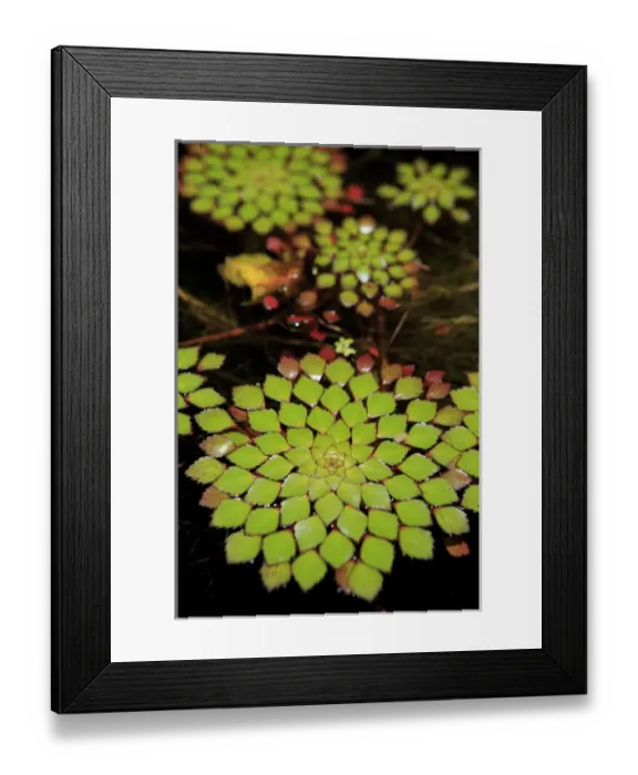 Framed Print : A pot plant display in the Cairns Botanic Gardens, far north Queensland, Australia Framed Print : A pot plant display in the Cairns Botanic Gardens, far north Queensland, Australia